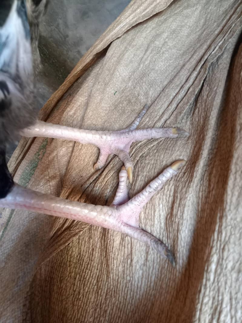 Aseel java patha for sale 2