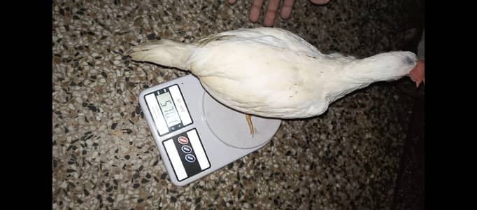 Premium White Chickens – 2 Months Old