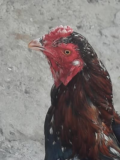 Mianwali asse for sale