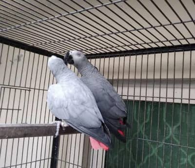 African grey parrot for sale