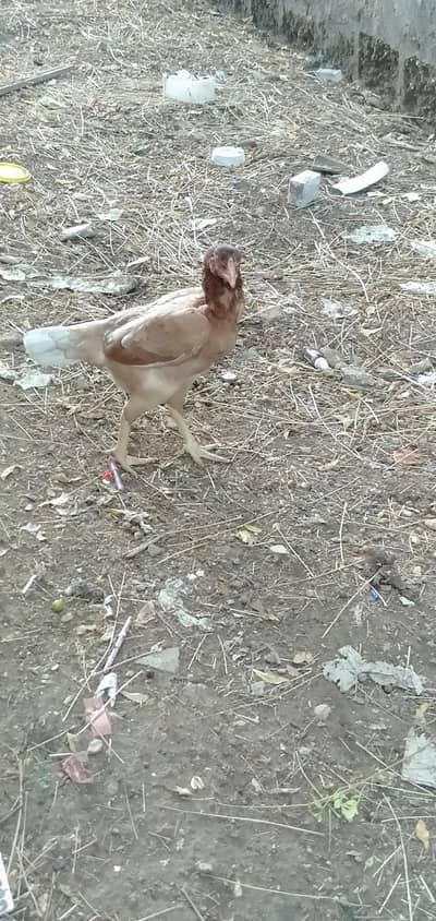 Mushka lasani BundGadi /Jageri breed