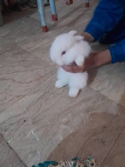 very healthy and active angora cross bunnies pair