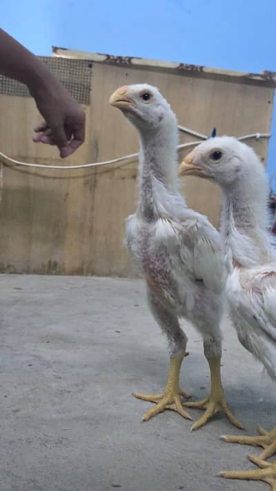 TOP END QUALITY KING O SHAMO CHICKS