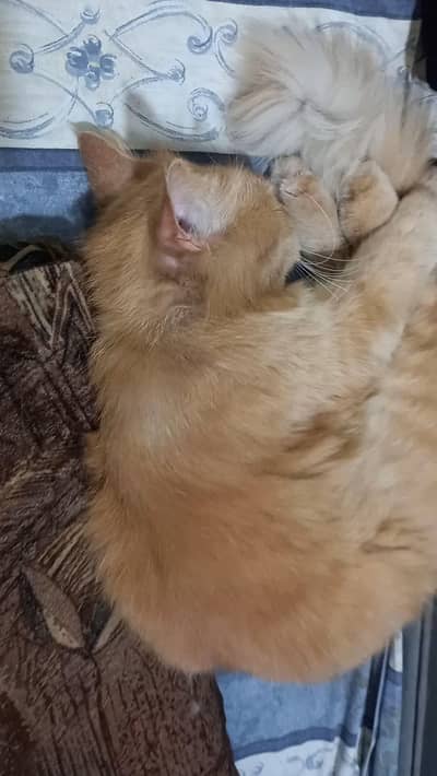 Brown persian beautiful home grown cat in sialkot