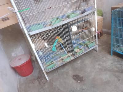 all satap albino black eyas breeders pair total 12 pair bacho be ha