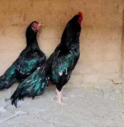 beautiful mianwali madhi for sale NUM 03186155796