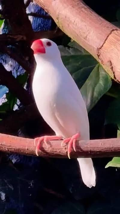 White Java Breeder Pairs