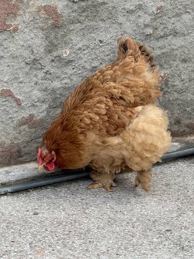Buff Cochin hen and Japanese black bantam