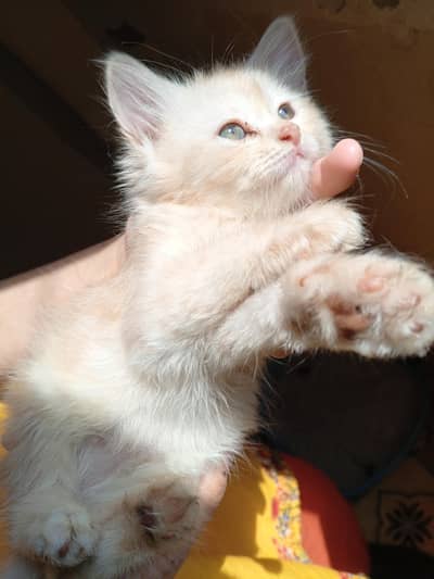 Cute persian golden 2months old hand friendly Male Kitten