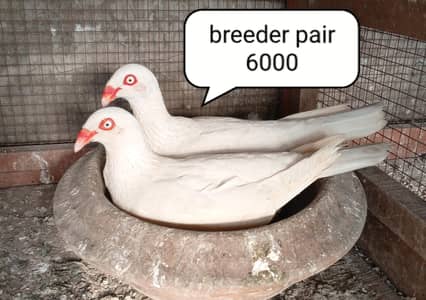 fancy pigeon | kabutar| Jacobin|  frillback saddle | amarican fantail|