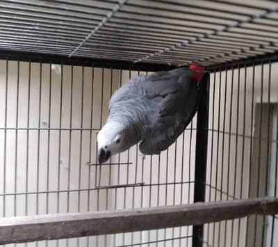 African grey parrot for sale