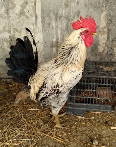 Desi murgha for sale Urgent sale, serious buyer contact only