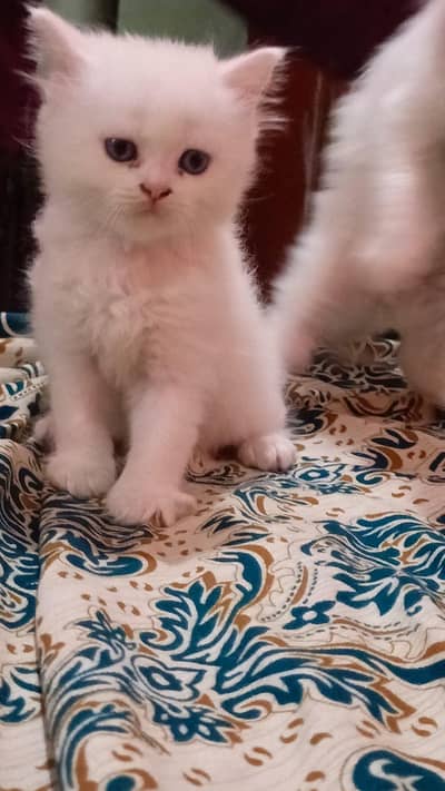 Persian cute bhallo kittens