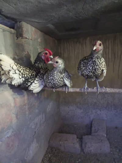 Silver Sebright Hens