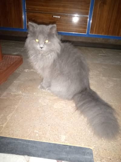 Grey beautiful cat for sale. choke saleh mahe nwab pur road multan