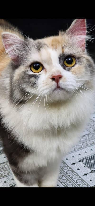 Persian cat