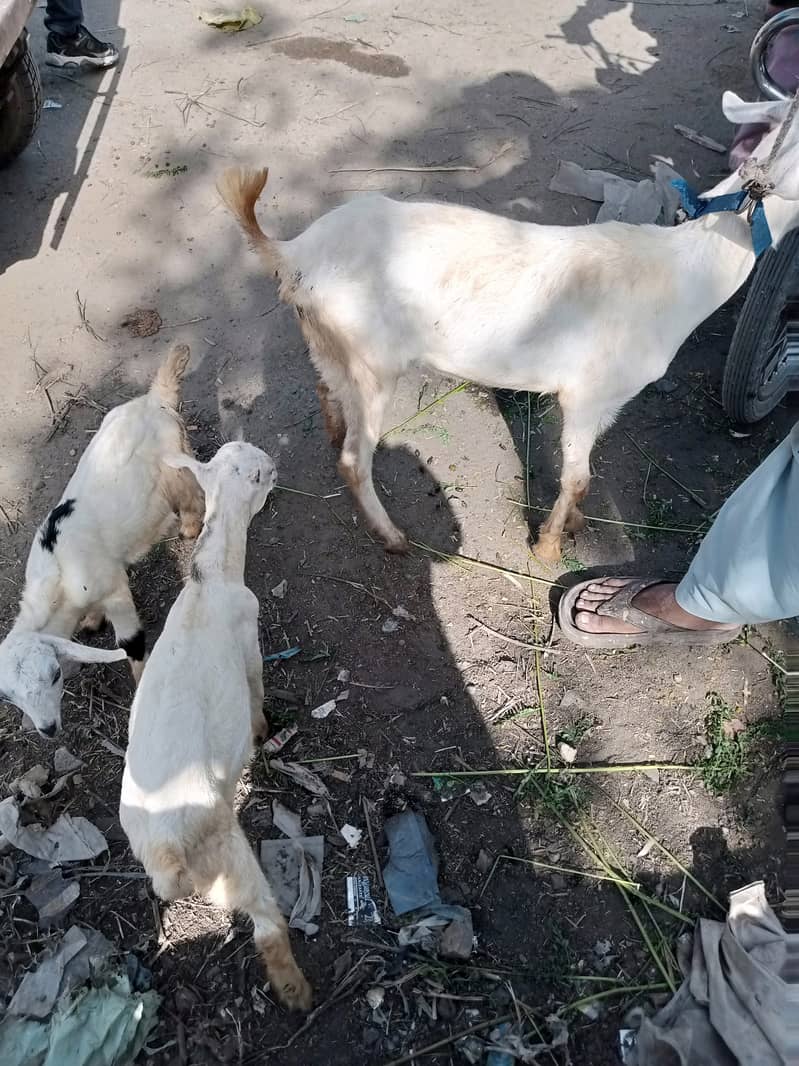 بکری اور بچے ارجنٹ سیل 2