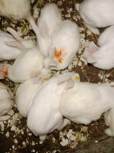 High quality red-eyed New Zealand breed rabbits