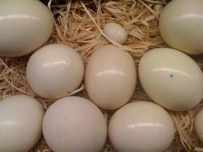 Parrots k Eggs  sale karny k lia rabta karien