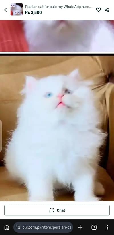 Persian cat for sale my WhatsApp number  0370-36-59-905