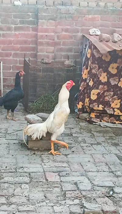 SHAMO EGGS AVAILABLE FOR SALE