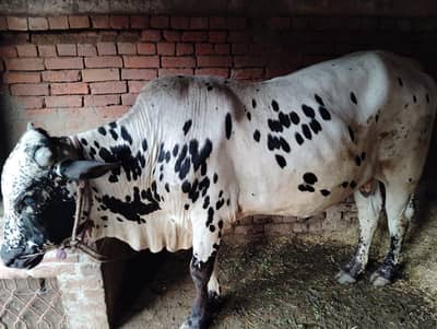 Aseel Wacha (Bull) for Sale | 4 Man+ Weight | Strong & Healthy