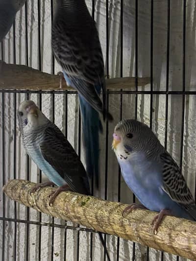 Blue & Black Wing Budgies