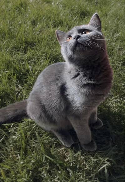 British Shorthair