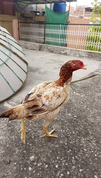 for sale ha kis ko cheiya wo rabta kray