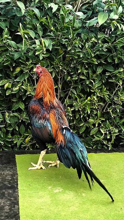 Quality Lakha breeder Murgha rooster patha 03444859901