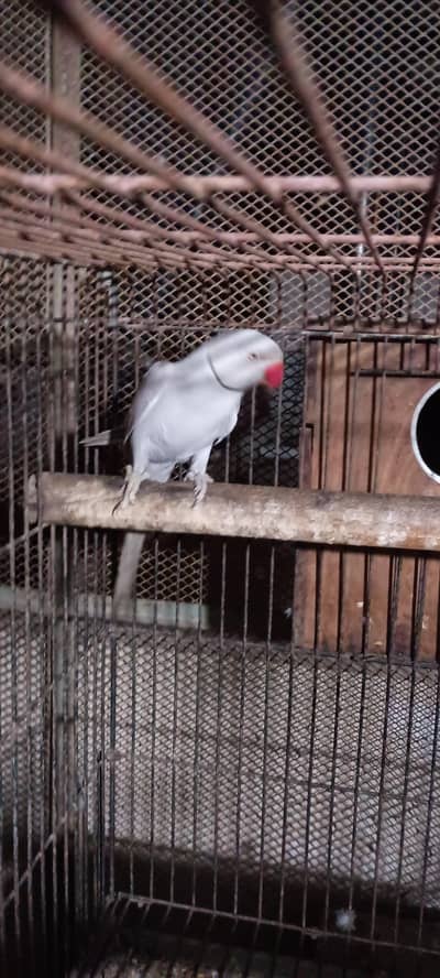 Silver ringneck male