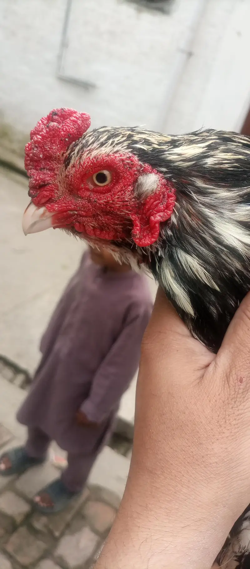 aseel hens for sale location Islamabad only whtsap contact 03425203350