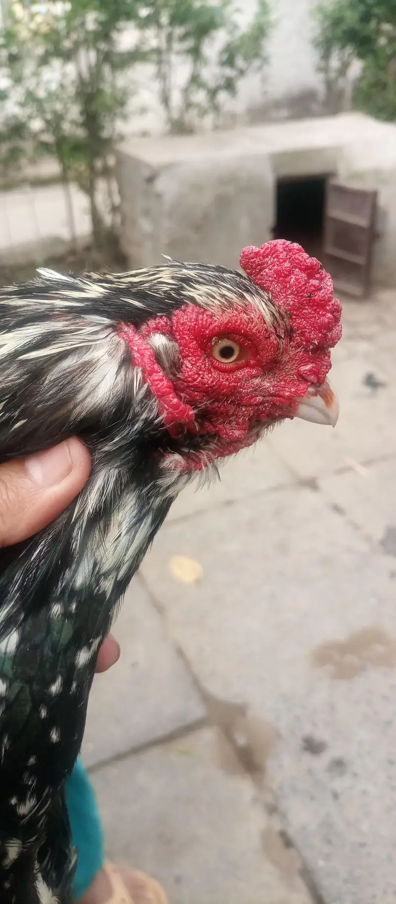 aseel hens for sale location Islamabad only whtsap contact 03425203350 — photo 2