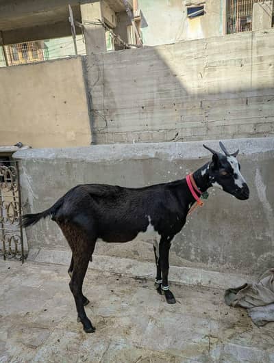 Kali abluck teddy female