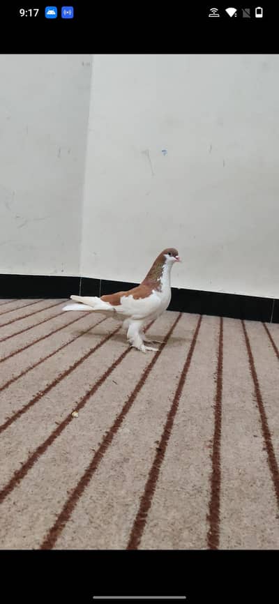 fansi kaboter for sale femal ur Gai hy