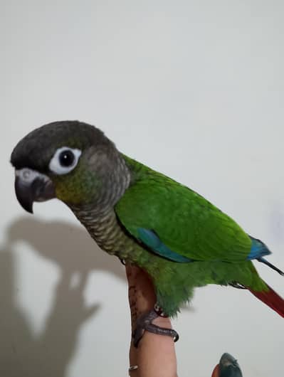 pineapple and green conure