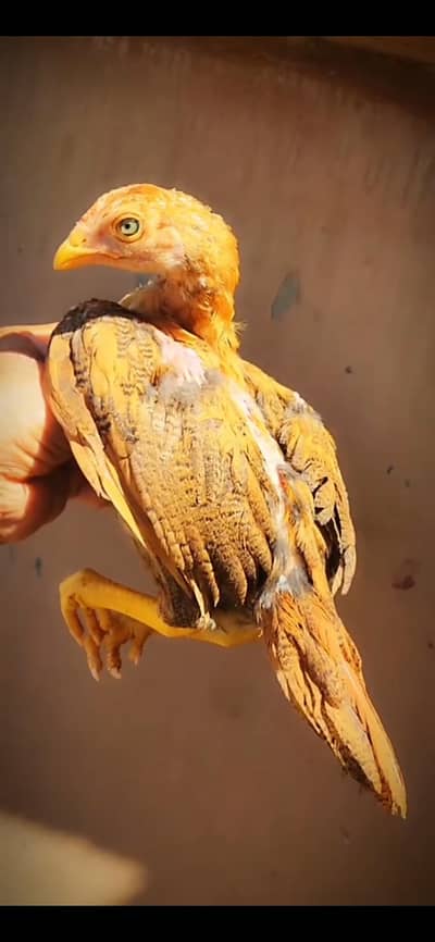 aseel check for sale