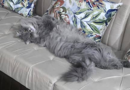 Triple Coated Persion Cat