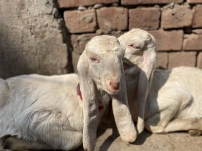 Desi 2 baby bakri 1 bi bkr |3 baby bakriii  |1 baby bakri | 11 bakerii