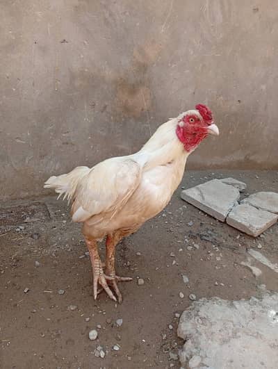 breeder murga whattsap 03127213690