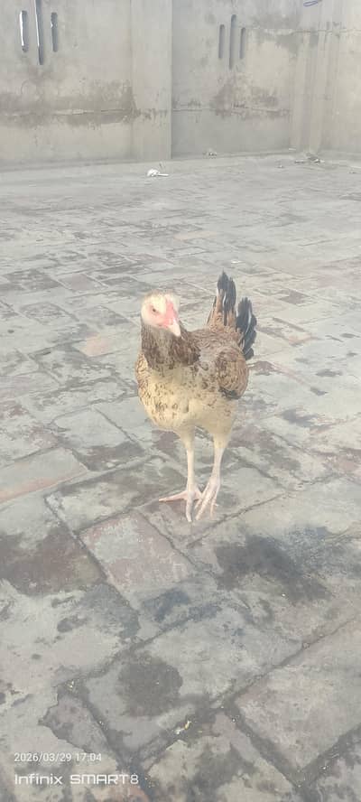 pure aseel mianwali murgi