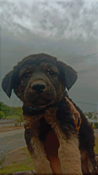kashmiri bakarval puppy for sale