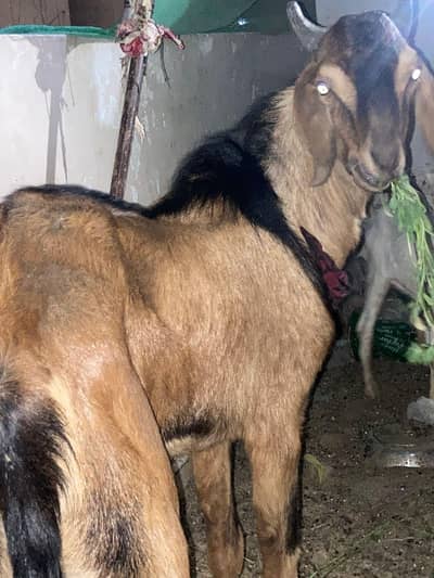 tapra ghar ka pala hua