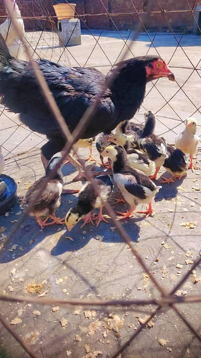 Shamo Thai Cross Chick's