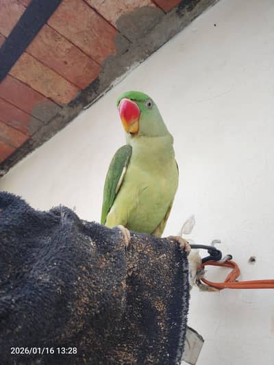 raw parrot talking fully team for sale 03054636833