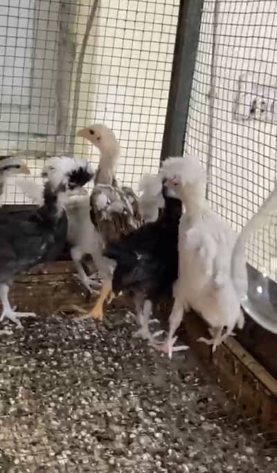 Polish , english game, mili flower, onagadori chicks available