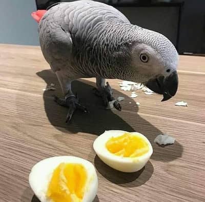 African grey parrot for sale