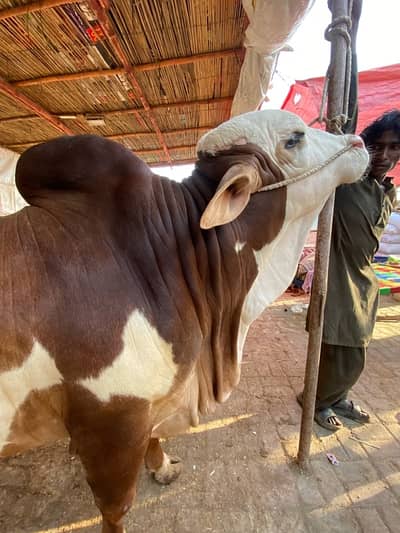 Bachra Cow Bull Gulabi