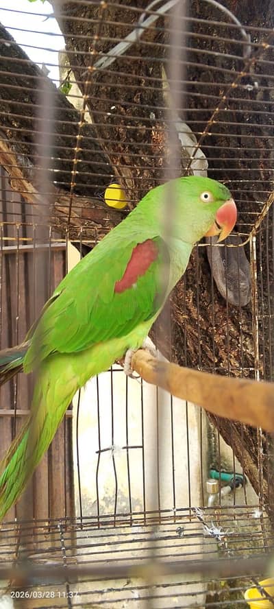 female parrot for sale
