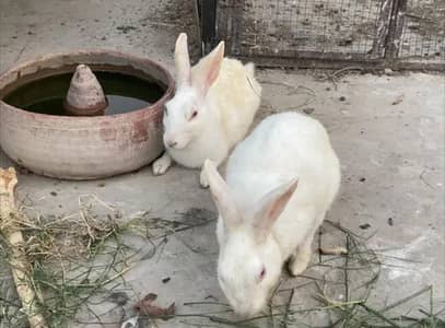 Male Female Pair Rabbit For Sale